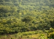 Forest Uganda